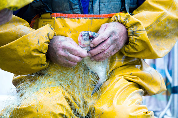 Fisherman unhooking a fish