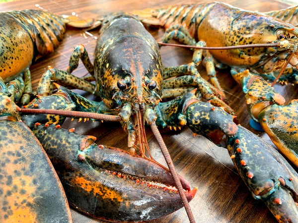 Fresh Lobsters