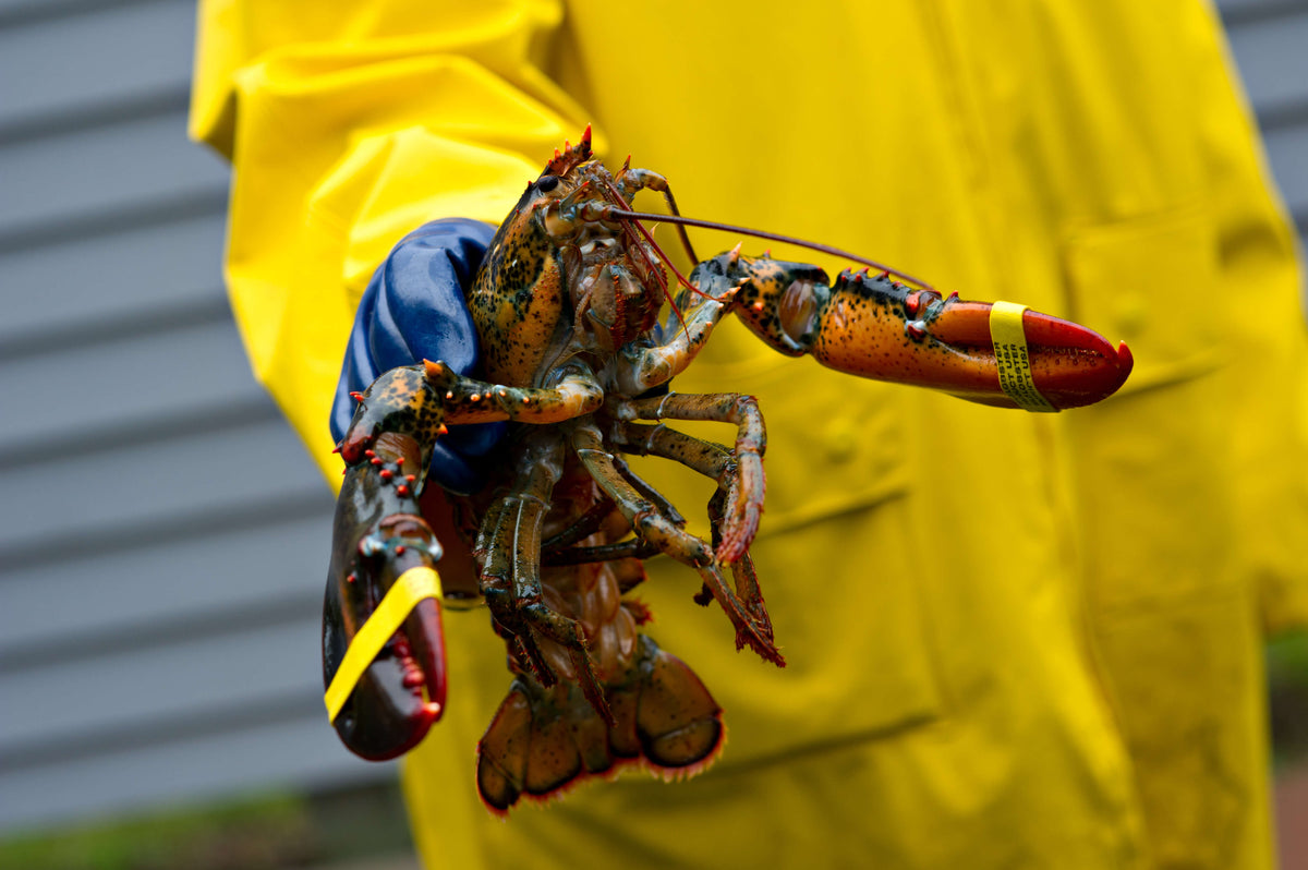 Fisherman holding Lobster