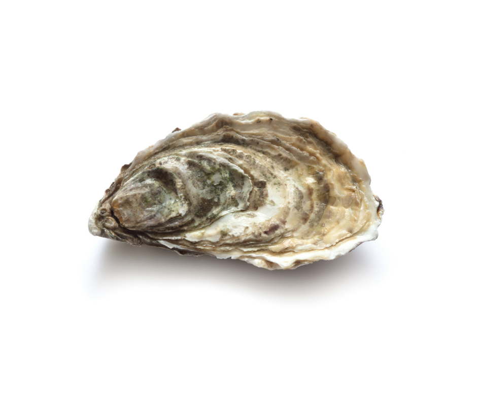 Rock Oysters