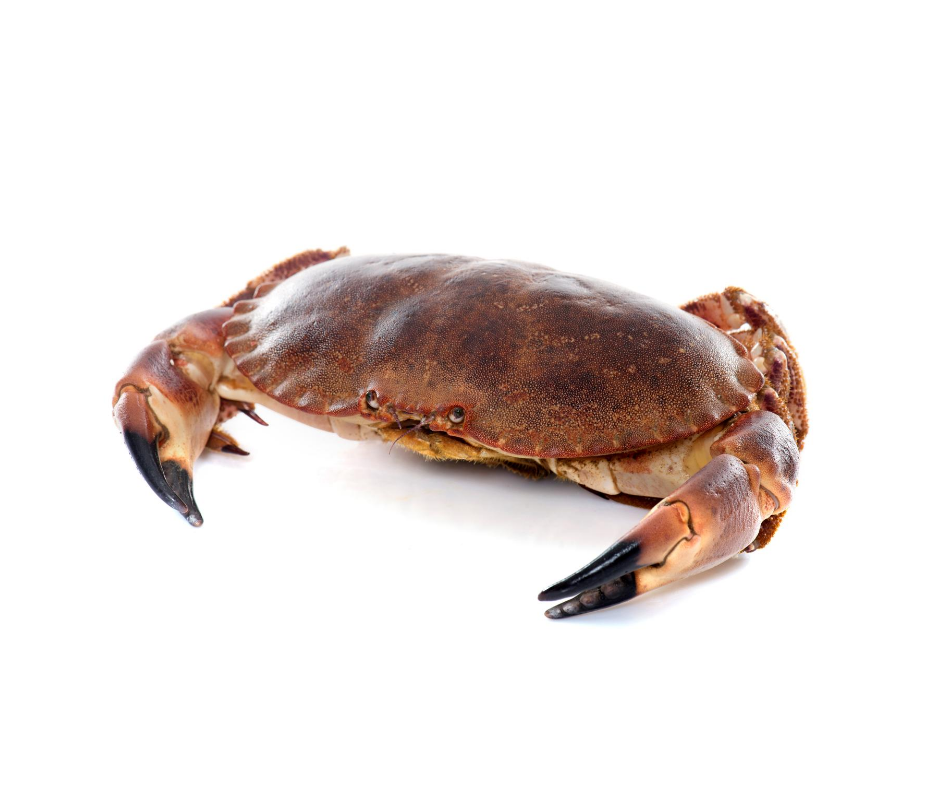 Frozen Cooked Dorset Crab