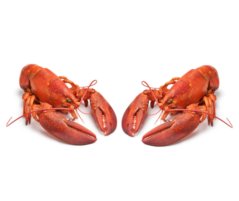 AMAZING 3 days only Special Offer - 2 x Cooked Lobster