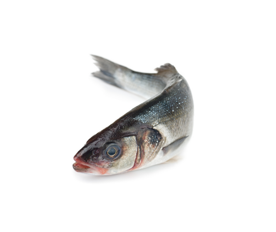 Sea Bass - Season starts 1 April