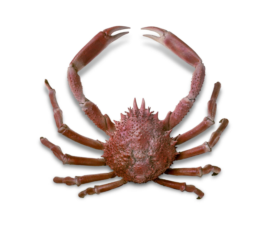 Frozen Cornish King Crab
